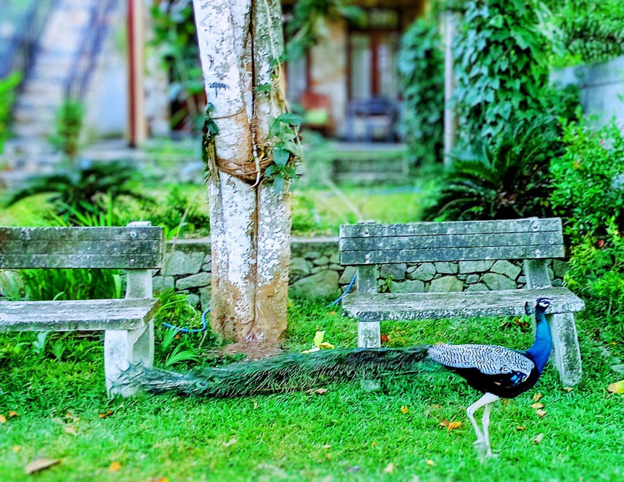 Bed and Breakfast Amour At Turtle Beach Tangalle Exteriér fotografie