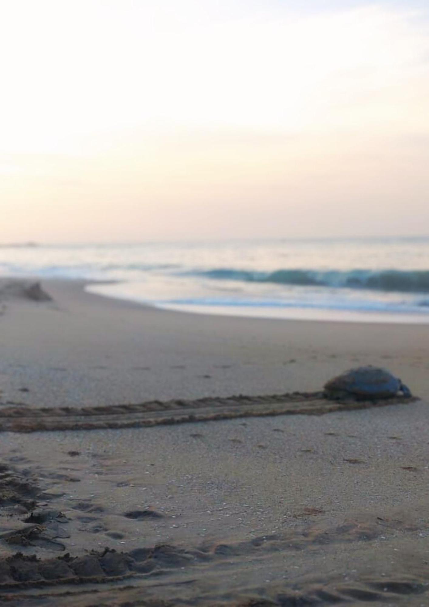 Bed and Breakfast Amour At Turtle Beach Tangalle Exteriér fotografie