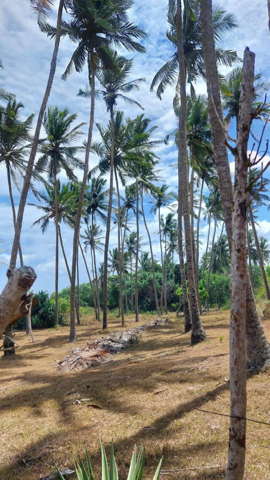 Bed and Breakfast Amour At Turtle Beach Tangalle Exteriér fotografie