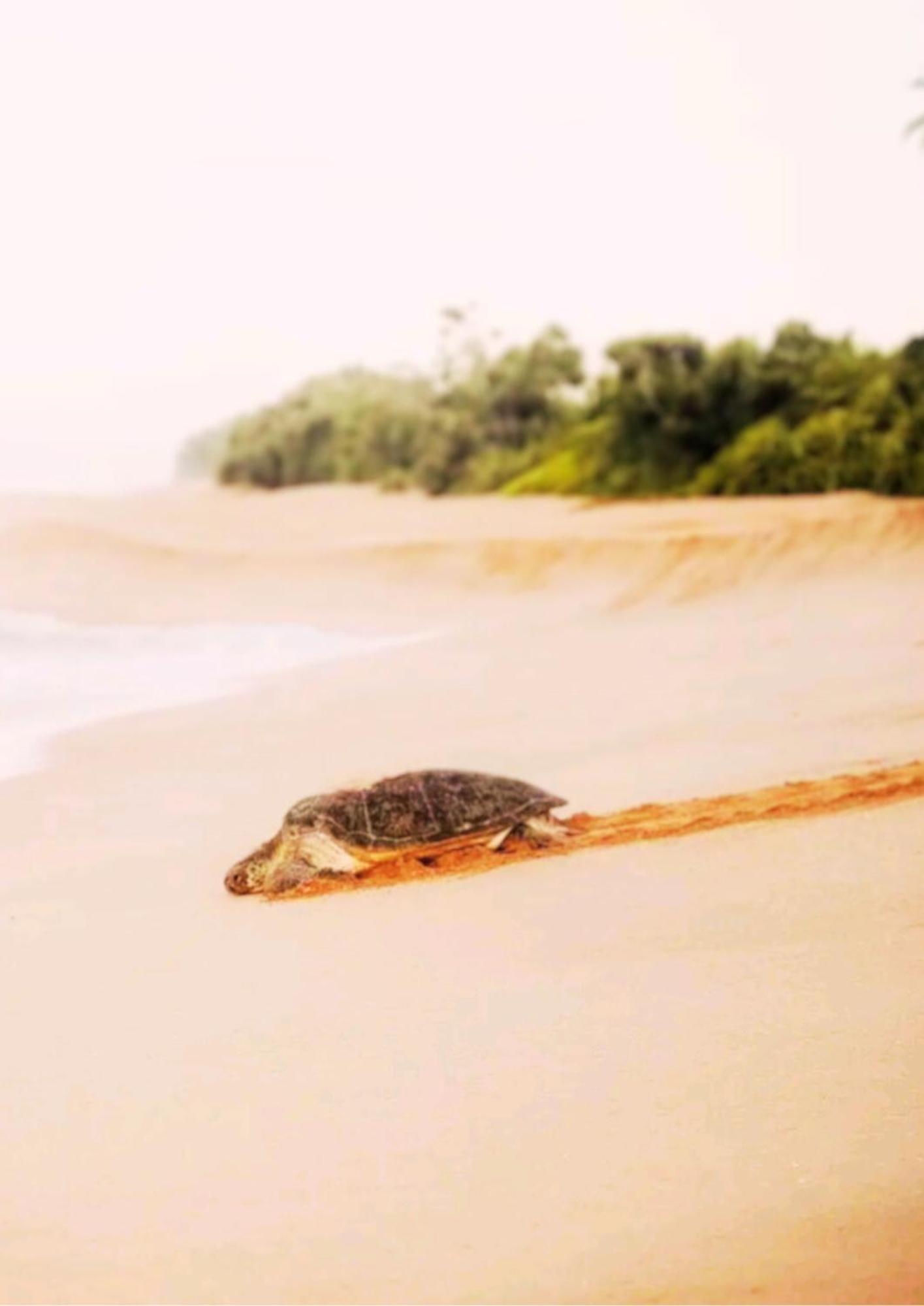 Bed and Breakfast Amour At Turtle Beach Tangalle Exteriér fotografie