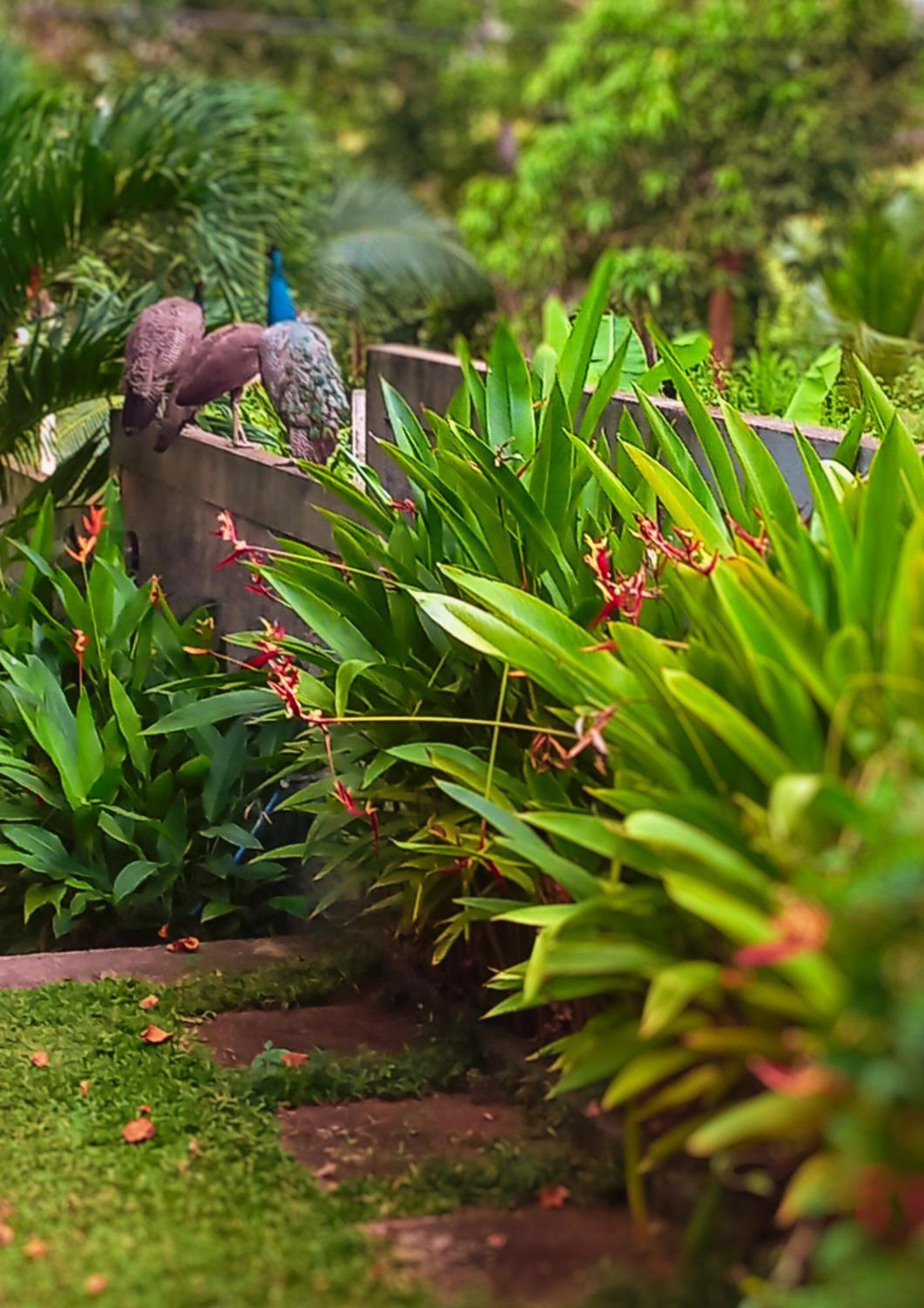 Bed and Breakfast Amour At Turtle Beach Tangalle Exteriér fotografie